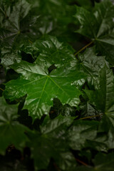 Maple leaves