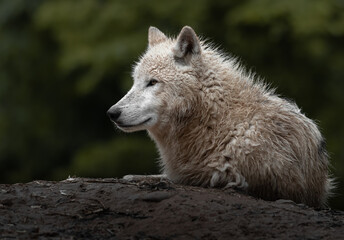 Arctic wolf