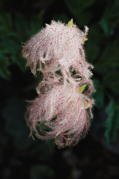 Achenes of Pulsatilla alpina subsp. apiifolia commonly known as alpine pasqueflower or alpine anemone