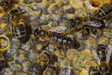 Abeja reina en la colmena