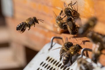 Abeja llegando a la colmena