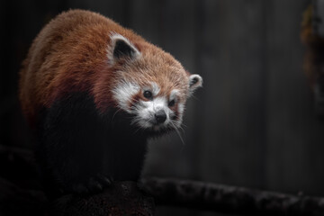 Red panda