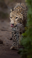 Persian leopard