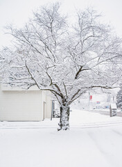 Sticky Wet Snow on Tree from Morning Winter Storm