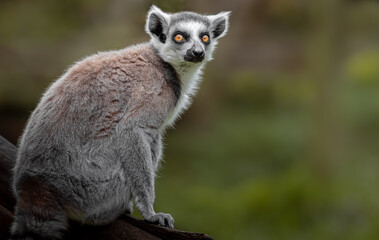 Ring-tailed lemur