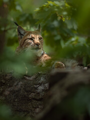 Eurasian lynx