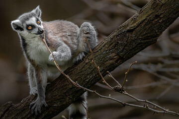 Ring-tailed lemur