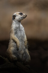 Meerkat