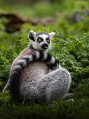 Ring-tailed lemur