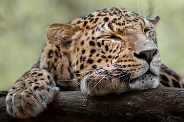 Persian leopard
