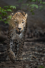 Persian leopard
