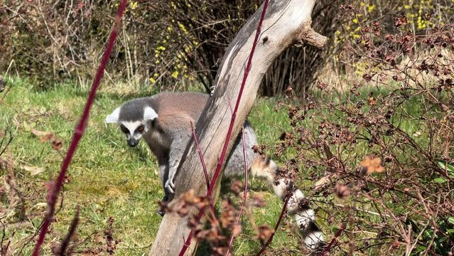 The cute and funny ring-tailed lemur. Stock video clip. 4K

