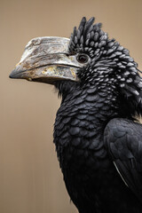 Silvery-cheeked Hornbill