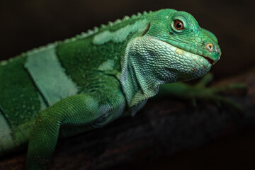 Fiji banded iguana