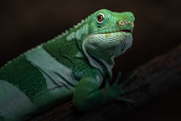 Fiji banded iguana