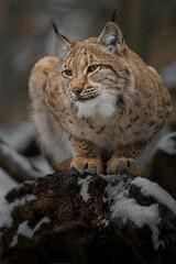 Eurasian lynx