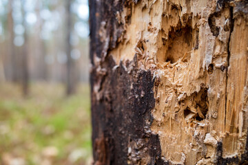 Close-up of damage to trees by the bark beetle