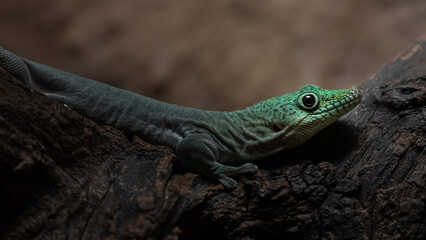 Phelsuma standingi