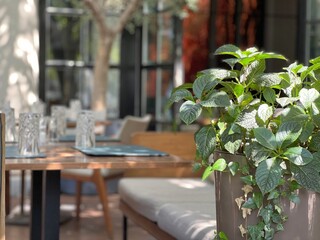 Plant green leaves in restaurant garden with cozy sofa. 