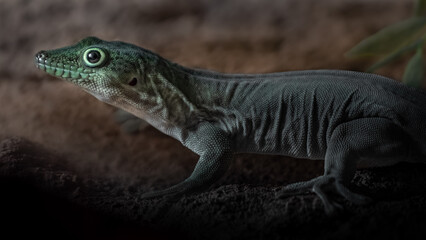 Phelsuma standingi