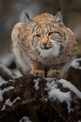 Eurasian lynx