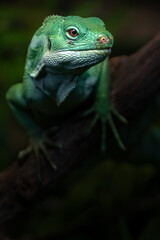 Fiji banded iguana