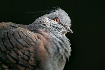 Crested pigeon