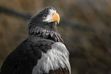 Steller's sea eagle