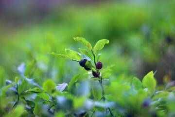 Shrub with ripe fruit wild bilberries in forest on green natural blur background