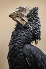 Silvery-cheeked Hornbill