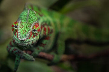 Panther chameleon