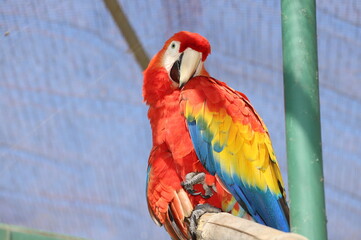 detalle Guacamayo Ave nacional de Honduras