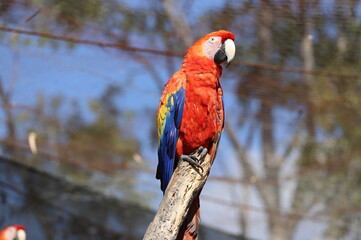detalle Guacamayo Ave nacional de Honduras