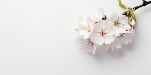 Fototapeta premium The Timeless Beauty of Japanese Cherry Blossoms. AI Generated Art. Whitespace, Wallpaper, Background. Beauty Concept. Timeless.