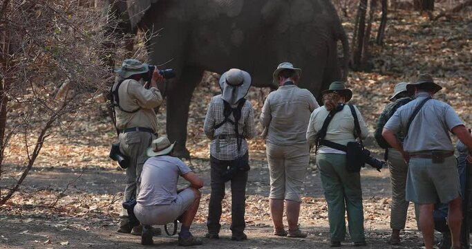 On safari in Africa: a group of photographers from behind, standing in front of a huge male elephant with long tusks. Safari walk in the wilderness, ManaPools UNESCO site, Zimbabwe. 