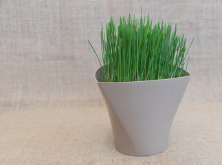 Sprouted wheat grass in a brown pot on a burlap background