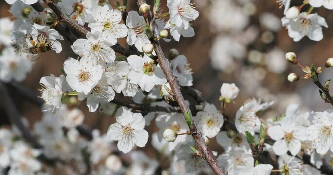 Prunus domestica syriaca - Bienen suchen nach Nektar und befruchten wei&szlig;e Mirabellierbl&uuml;ten
