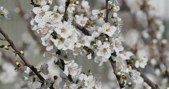 Biene auf Nahrungssuche auf wei&szlig;en Bl&uuml;ten von Gelbe Zwetschge oder Mirabelle (Prunus domestica syriaca)

