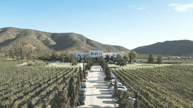 Vineyard with a country road and tall trees on the sides anda hills in the background in 4k 60p