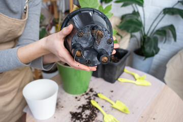 The earthen lump of a home potted plant is entwined with roots, the plant has outgrown the pot. The...