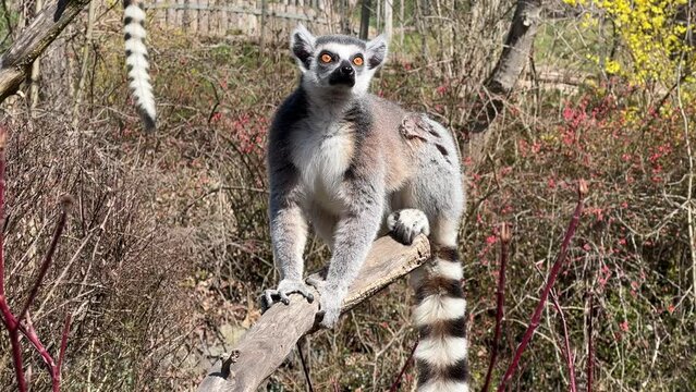 The cute and funny ring-tailed lemur. Stock video clip. 4K
