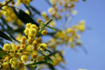 青い空を背景にした満開のミモザ