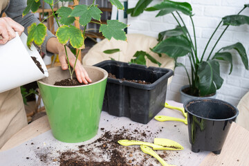 Repotting unpretentious a home plant Abutilon indoor maple into a double pot with automatic watering in home interior. Caring for a potted plant, hands close-up