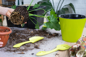 The earthen lump of a home potted plant is entwined with roots, the plant has outgrown the pot. The need for a plant replant. Transplanting and caring for a home plant, rhizome, root rot