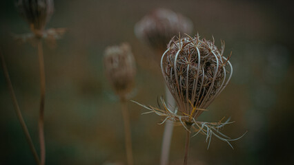 Detail shot of plants in the autumn (Central Europe)