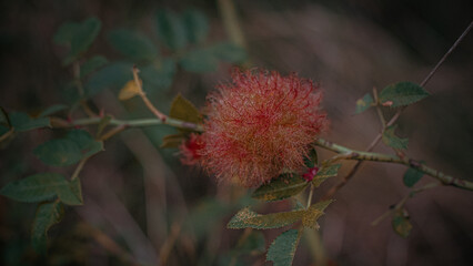 Detail shot of plants in the autumn (Central Europe)