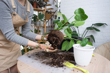 Repotting a home plant Philodendron Monstera deliciosa into a new pot in home interior. Caring for a potted plant, hands close-up © Ольга Симонова