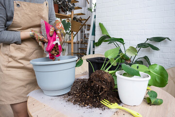Repotting a home plant Philodendron Monstera deliciosa into a new pot in home interior. Caring for a potted plant, hands close-up