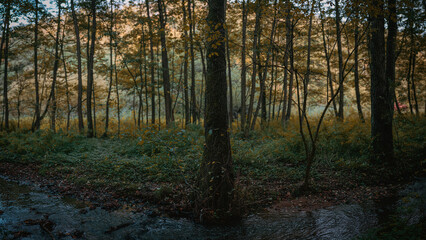 Autumn forest landscape (Central Europe)