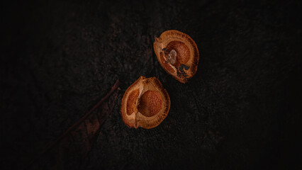 Detail shot of chestnuts (Central Europe)